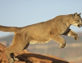 Puma Collection Printemps-été 2012