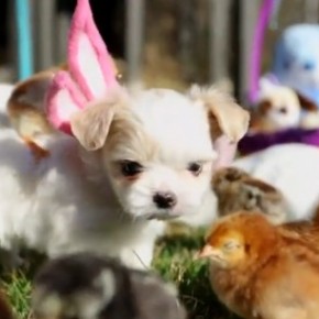 La vidéo cute à l'occasion des fêtes de pâques c'est celle-ci avec qui met en scène d'adorables chiots