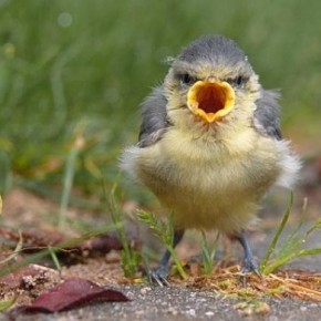 Angry musique