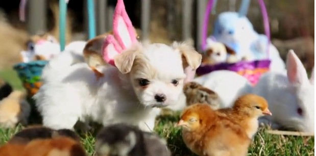La vidéo cute à l'occasion des fêtes de pâques c'est celle-ci avec qui met en scène d'adorables chiots