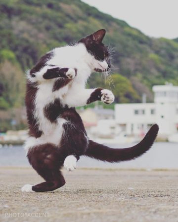 Le Chat Ninja Crédit et remerciement au photographe du chat ninja par  Hisakata Hiroyuki pour sont travail sur instagram à découvrir ici